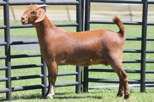 LOT 54 1X KALAHARI RED OOI/EWE