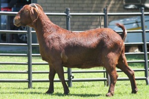 LOT 55 1X KALAHARI RED OOI/EWE