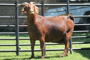 LOT 56 1X KALAHARI RED OOI/EWE