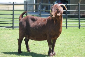 LOT 57 1X KALAHARI RED OOI/EWE