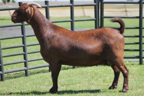 LOT 58 1X KALAHARI RED OOI/EWE
