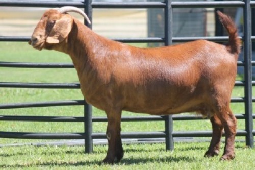 LOT 60 1X KALAHARI RED OOI/EWE