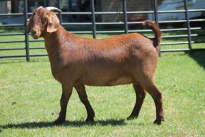 LOT 61 1X KALAHARI RED OOI/EWE