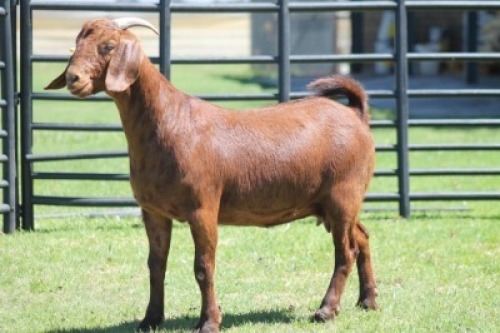 LOT 62 1X KALAHARI RED OOI/EWE