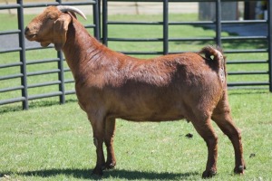 LOT 63 1X KALAHARI RED OOI/EWE