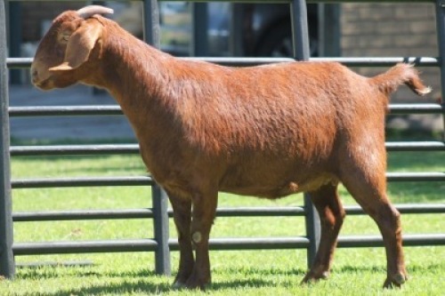 LOT 64 1X KALAHARI RED OOI/EWE