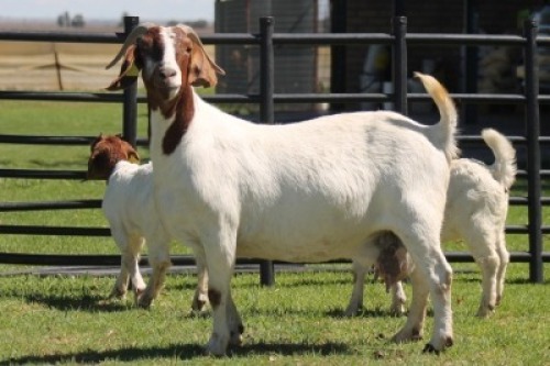 LOT 65 1+2X BOER GOAT OOI/EWE