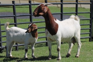 LOT 66 1+1X BOER GOAT OOI/EWE