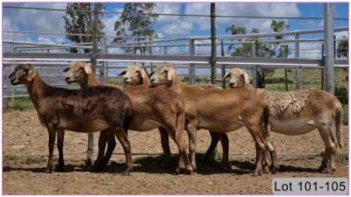 LOT 105W 1X MEATMASTER OOI/EWE - DRAGTIG