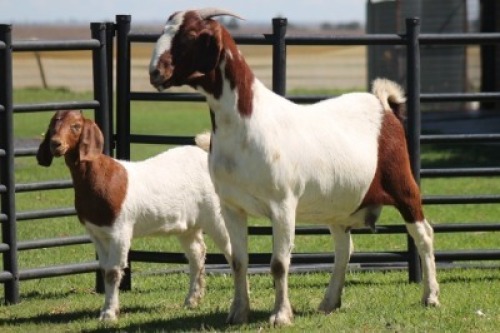 LOT 67 1+1X BOER GOAT OOI/EWE