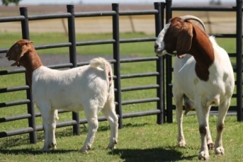 LOT 68 1+1X BOER GOAT OOI/EWE