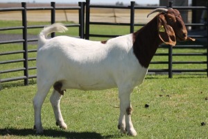 LOT 69 1X BOER GOAT OOI/EWE