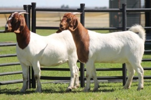 LOT 70 2X BOER GOAT OOI/EWE (PER STUK OM LOT TE NEEM)