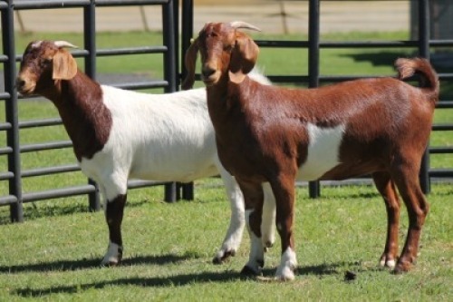 LOT 71 2X BOER GOAT OOI/EWE (PER STUK OM LOT TE NEEM)