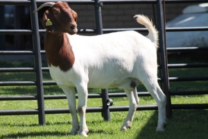 LOT 72 1X BOER GOAT OOI/EWE