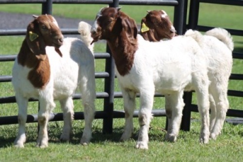 LOT 73 3X BOER GOAT OOI/EWE (PER STUK OM LOT TE NEEM)