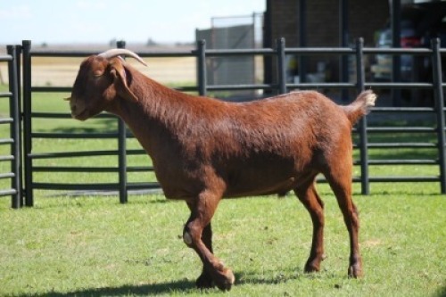 LOT 74 1X KALAHARI RED