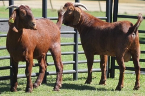 LOT 75 2X KALAHARI RED (PER STUK OM LOT TE NEEM)