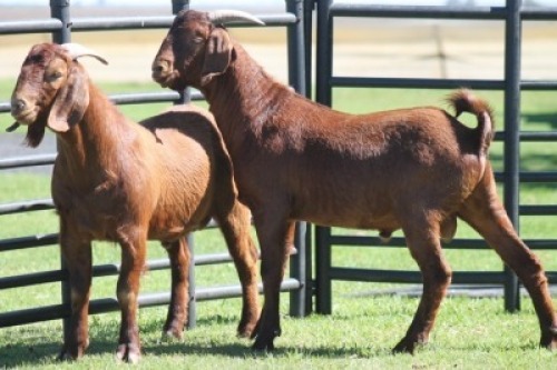 LOT 76 2X KALAHARI RED (PER STUK OM LOT TE NEEM)