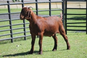 LOT 77 1X KALAHARI RED