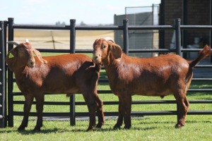 LOT 78 2X KALAHARI RED (PER STUK OM LOT TE NEEM)