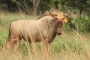 LOT 14  5+5x  GOUEWILDEBEES KOEI/ GOLDEN WILDEBEEST COW (PER STUK OM LOT TE NEEM/PER PIECE TO TAKE THE LOT)