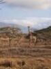 &nbsp; &nbsp;ZULULAND (MAGUDU) PLAINS GAME HUNT &ndash; GOSS SAFARIS&nbsp;&nbsp; - 2