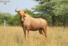 LOT 14  5+5x  GOUEWILDEBEES KOEI/ GOLDEN WILDEBEEST COW (PER STUK OM LOT TE NEEM/PER PIECE TO TAKE THE LOT) - 3