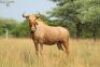 LOT 14&nbsp; 5+5x &nbsp;GOUEWILDEBEES KOEI/ GOLDEN WILDEBEEST COW (PER STUK OM LOT TE NEEM/PER PIECE TO TAKE THE LOT) - 3