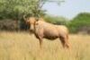 LOT 14&nbsp; 5+5x &nbsp;GOUEWILDEBEES KOEI/ GOLDEN WILDEBEEST COW (PER STUK OM LOT TE NEEM/PER PIECE TO TAKE THE LOT) - 4