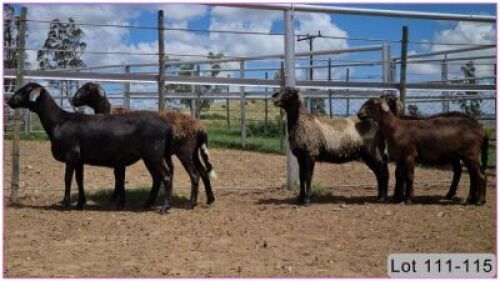 LOT 112Y 1X MEATMASTER OOI/EWE - DRAGTIG
