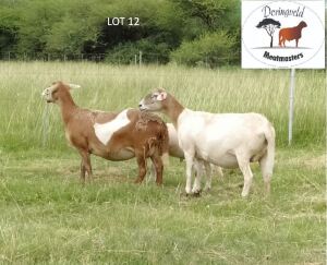 LOT 12 2X MEATMASTER OOI MET LAM/EWE WITH LAMB DORINGVELD MEATMASTERS(PER STUK OM LOT TE NEEM/PER PIECE TO TAKE THE LOT)