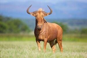 LOT 46      28" GOLDEN WILDEBEEST HUNTING BULL FOR 2022 SEASON