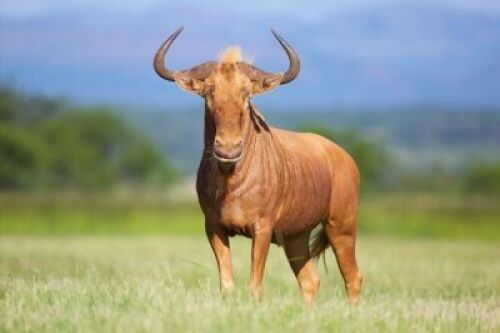 LOT 46&nbsp; &nbsp; &nbsp; 28" GOLDEN WILDEBEEST HUNTING BULL FOR 2022 SEASON