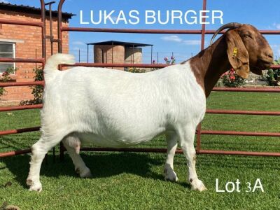 LOT 3A 1X BOER GOAT OOI/EWE - STUD - LUKAS BURGER BOERBOKSTOET