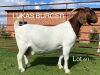 LOT 60 1X BOER GOAT OOI/EWE - STUD - LUKAS BURGER BOERBOKSTOET