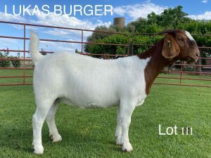 LOT 111 1X BOER GOAT OOI/EWE - STUD - LUKAS BURGER BOERBOKSTOET