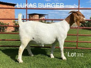 LOT 112 1X BOER GOAT OOI/EWE - STUD - LUKAS BURGER BOERBOKSTOET