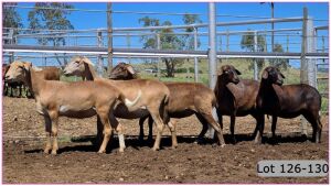 LOT 127B 1X MEATMASTER OOI/EWE