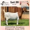 ONTTREK - LOT 20 1X BOER GOAT OOI/EWE - STUD - SALMON VAN HUYSSTEEN BOERBOKSTOET - 2