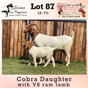 LOT 87 1X BOER GOAT OOI/EWE - STUD - SALMON VAN HUYSSTEEN BOERBOKSTOET