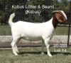 ONTTREK - LOT 14 1X BOER GOAT OOI/EWE - STUD - KOBUS LÖTTER & SEUNS BOERBOKSTOET - 2