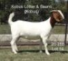 ONTTREK - LOT 14 1X BOER GOAT OOI/EWE - STUD - KOBUS L&Ouml;TTER & SEUNS BOERBOKSTOET - 2