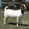 LOT 81 1X BOER GOAT OOI/EWE - STUD - KOBUS LÖTTER & SEUNS BOERBOKSTOET