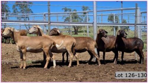 LOT 128B 1X MEATMASTER OOI/EWE - PREGNANT