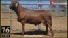 LOT 76 1X MEATMASTER RAM GEREGISTREER Collet Farming Superior Genetics