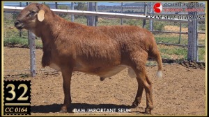 LOT 32 1X MEATMASTER RAM Collet Farming Superior Genetics