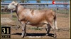 LOT 31 1X MEATMASTER RAM Collet Farming Superior Genetics