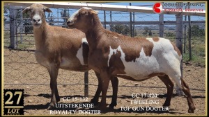 LOT 27 1X MEATMASTER OOI/EWE GEREGISTREER Collet Farming Superior Genetics