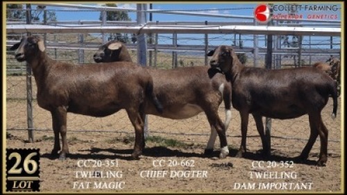 LOT 26 3X MEATMASTER OOI/EWE GEREGISTREER Collet Farming Superior Genetics